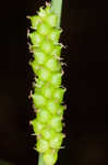 Limestone meadow sedge